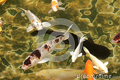 Fancy carp or Mirror carp Stock Photo