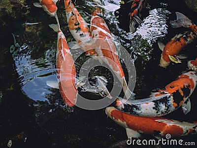 Fancy Carps Fish or Koi Swim in Pond, Movement of Swimming Stock Photo