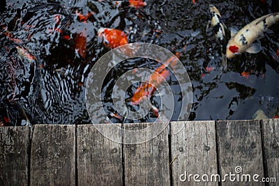 Fancy carps and splat Stock Photo