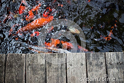 Fancy carps and splat Stock Photo