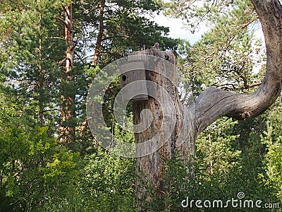 Fancy curve tree trunk Stock Photo