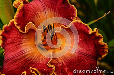 Fancy Daylily Stock Photo