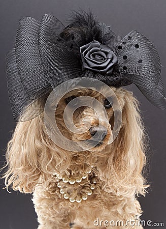 Fancy Dog Stock Photo