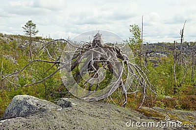 Fancy driftwood similar to an octopus on Mount Vottovaara. Karelia Stock Photo