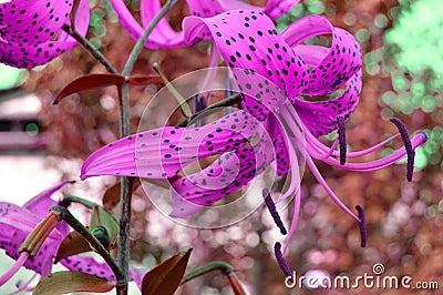 Fancy effect beautiful purple flowers on lilac background, cross-processed tiger Lily flower Stock Photo