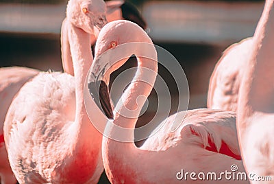 Fancy Flamingo Closeup Stock Photo