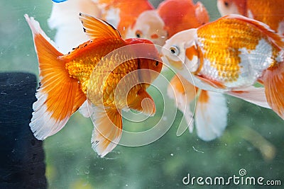 Fancy gold with white edging goldfish Stock Photo