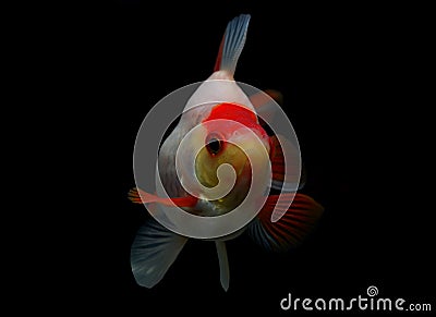 Fancy goldfish isolated on black background Stock Photo