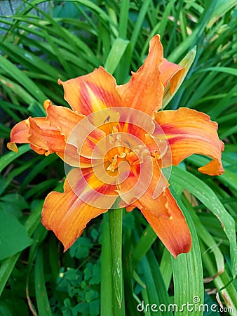 Fancy Orange Lone Lily Flower Stock Photo