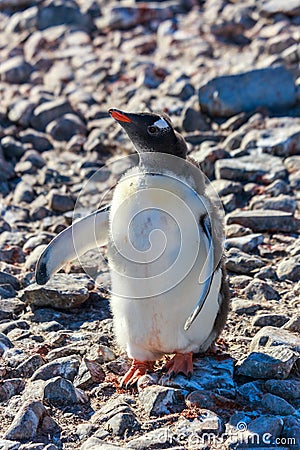 Fancy penguin chick wants hugs on the rocky beach of South Shetland Islands, Antarctica Stock Photo