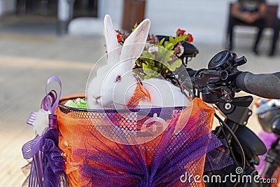 Fancy rabbit in a basket on 'Fancy Women Bike Ride' event in the city of Adana Editorial Stock Photo