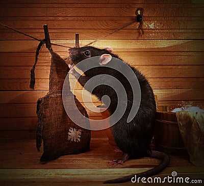 Fancy rat Stock Photo