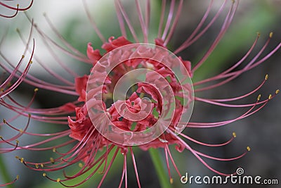 Fancy Red Spider Lily - Lycoris radiata Stock Photo