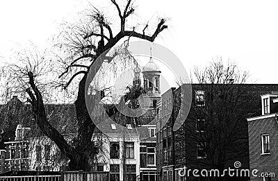 A fancy tree on the background of architecture Stock Photo