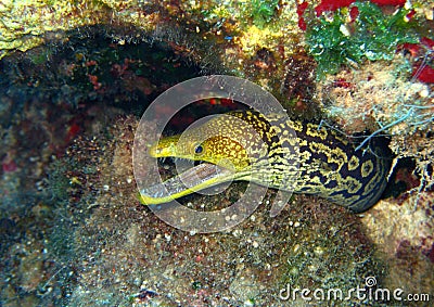 Fangtooth Moray Stock Photo