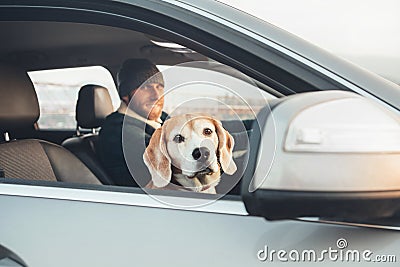 Fanny beagle dog looks out fron window when travel with his owner by the car Stock Photo