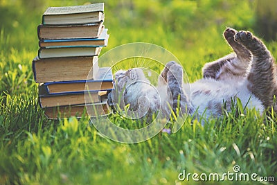 Fanny cat lying on the grass near pile of old books Stock Photo