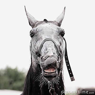 Fanny emotions of horse during washing Stock Photo