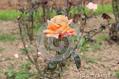 Fanta colour rose plant Stock Photo