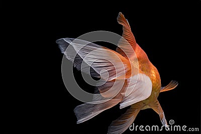 Fantail goldfish action from back, Capture swimming golden fish Stock Photo