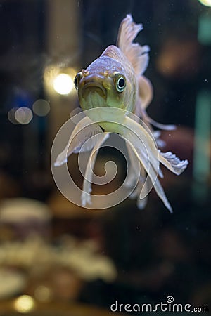 Fantail goldfish swimming in a fish tank Stock Photo