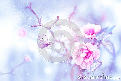 Fantastic beautiful butterfly on the pink roses in the snow and frost. Christmas artistic image Stock Photo