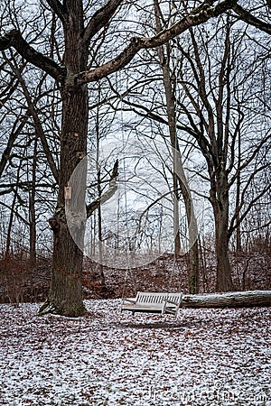 Fantastic big tree with bench swing against the background of the first snow. Stock Photo