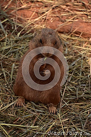 Fantastic Close Up of a Prairie Dog Stock Photo