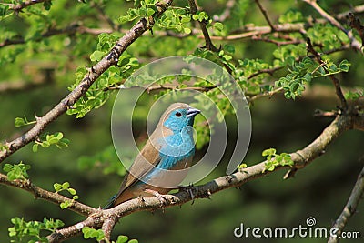 Fantastic Colors - Blue Waxbill Bird Stock Photo