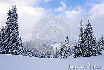 Fantastic fluffy Christmas trees in the snow. Postcard with tall trees, blue sky and snowdrift. Winter scenery in the sunny day. Stock Photo