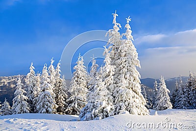 Fantastic fluffy Christmas trees in the snow. Postcard with tall trees, blue sky and snowdrift. Winter scenery in the sunny day. Stock Photo