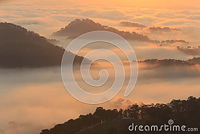 Fantastic foggy forest with pine tree in the sunlight Stock Photo