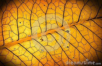 Fantastic leaf texture Stock Photo