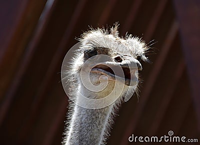 Fantastic Look at the Face of a Common Ostrich Stock Photo