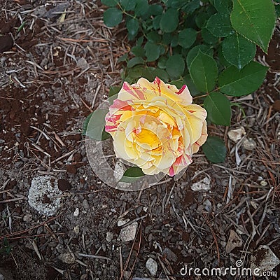 Fantastic natural rose Stock Photo