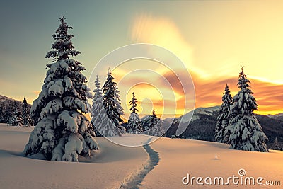 Dramatic wintry scene with snowy trees. Stock Photo