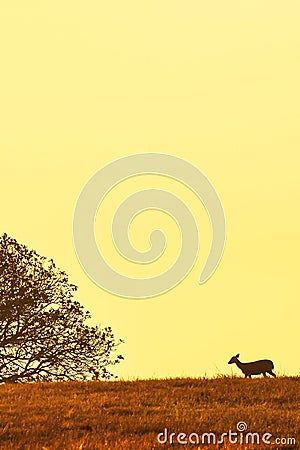 A female Hog deer walking in the grassland at dusk, beautiful shape of branches of tree and sunset sky. Phukhieo Wildlife Stock Photo