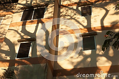 Fantastic shadow of branches of rain tree on the old facade of residential building Stock Photo