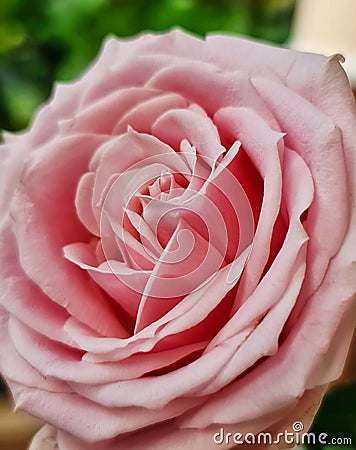 A fantastic soft pink rose flower Editorial Stock Photo