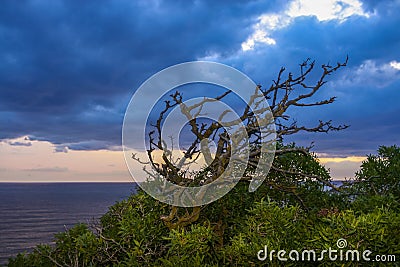 Fantastic surreal landscape with a gnarled twisting branches on the sea sunset background. Stock Photo