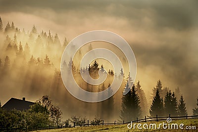 Fantastic view of the early morning in the mountains. Silhouettes of rows of fir trees on the slopes of the mountains Stock Photo