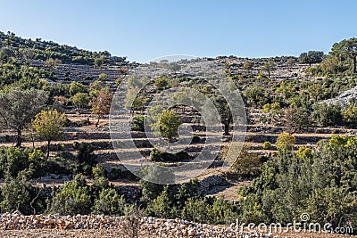 Fantastic view on the stones terrases with oliva trees Stock Photo