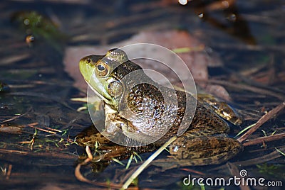 Fantastic View of a Toad in Shallow Water Stock Photo