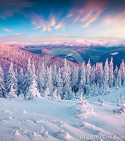 Fantastic winter sunrise in Carpathian mountains with snow cower Stock Photo