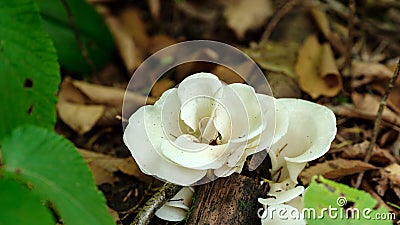 Mushroom pure white Flower Stock Photo