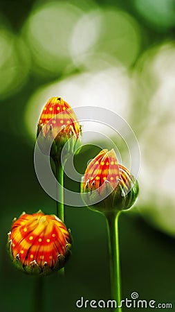 Fantasy buds Stock Photo