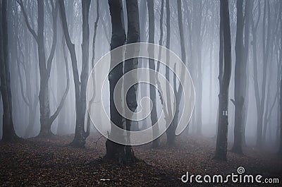 Fantasy dark forest with mysterious fog Stock Photo