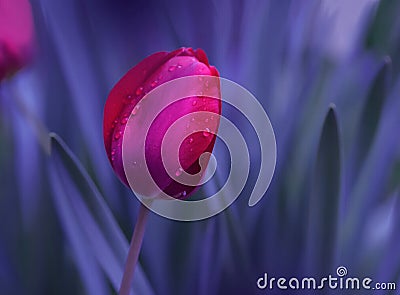 Abstract macro photo.Beautiful Artistic Red Tulip.Fantasy design.Modern Art.Colorful tulip.Flowers Background. Cartoon Illustration