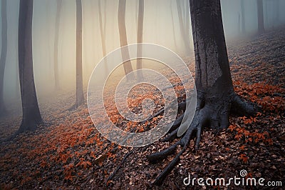 Fantasy forest with red leaves and mysterious fog Stock Photo