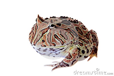 The Fantasy horned frog isolated on white Stock Photo